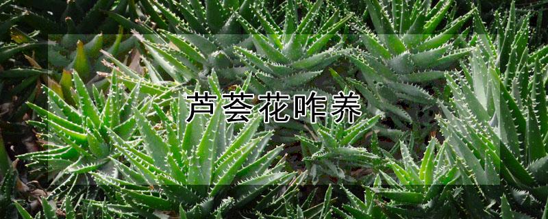 芦荟花咋养 盆栽芦荟怎么养