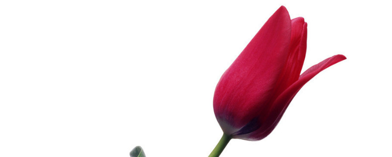 郁金香冬天可以放在室外吗（郁金香冬天需要放室内吗）