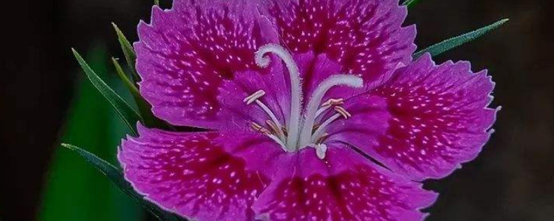 康乃馨可以从底部剪掉吗 康乃馨剪断之后怎样活起来