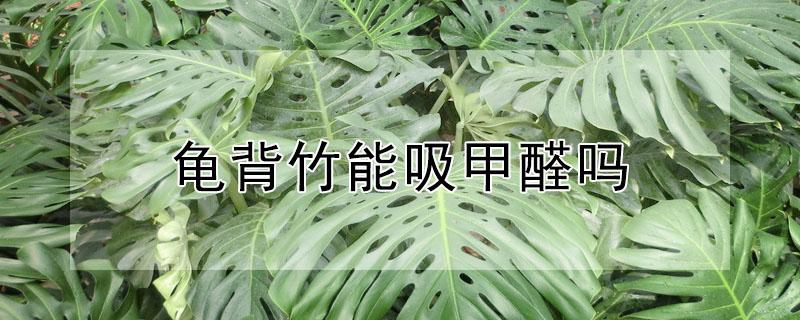 龟背竹能吸甲醛吗 龟背竹能除甲醛吗