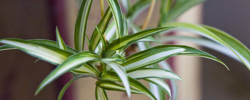 吊兰怎么扦插（吊兰怎么扦插繁殖）