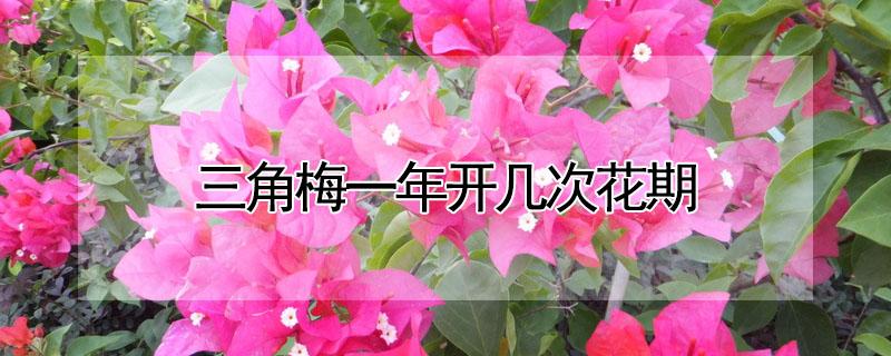 三角梅一年开几次花期（三角梅花期一年开几次花）