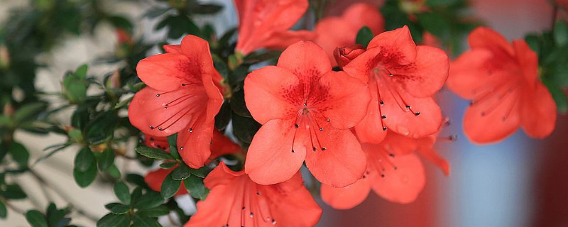 杜鹃花什么时候开花（金秀圣堂山杜鹃花什么时候开花）