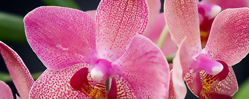 蝴蝶兰为什么花苞少 蝴蝶兰有花苞为什么不开花