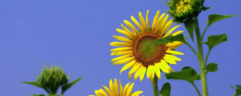 向日葵秋天开花吗（向日葵是秋天开花还是夏天开花）