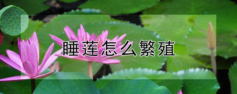 睡莲怎么繁殖（睡莲的繁殖方式以及繁）