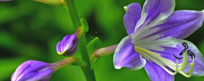 水养紫罗兰可以剪根吗（紫罗兰可以插枝水养吗）