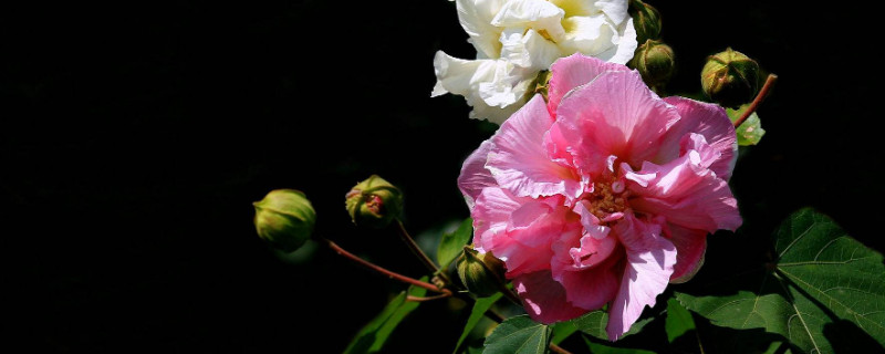 芙蓉花怎样用叶片扦插 芙蓉花叶片怎么扦插