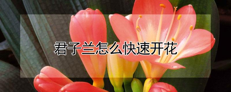 君子兰怎么快速开花 君子兰怎样才能让它开花