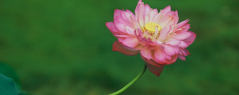 怎么给荷花催花 荷花如何催花