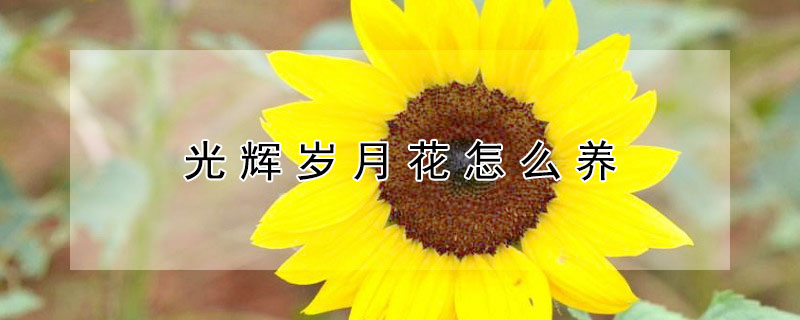 光辉岁月花怎么养（光辉岁月花的养殖方法和注意事项）