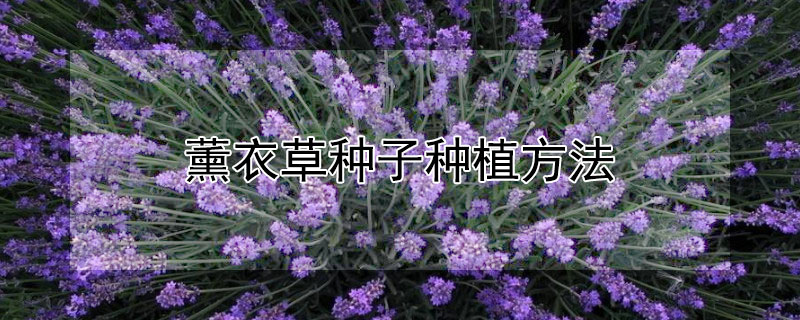 薰衣草种子种植方法（薰衣草种子怎么养）