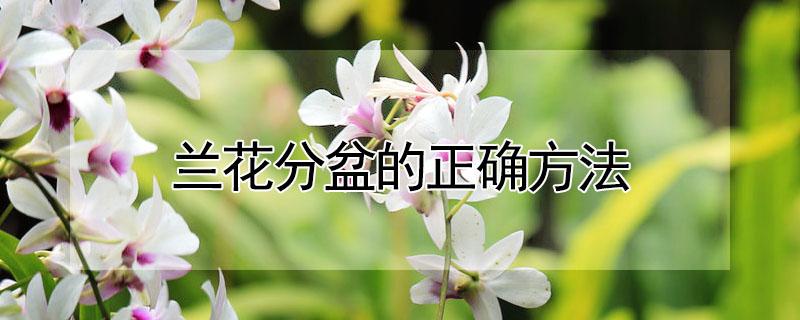 兰花分盆的正确方法 兰花应该怎样分盆