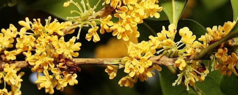 秋天的植物(秋天的植物有哪些,都是什么颜色)