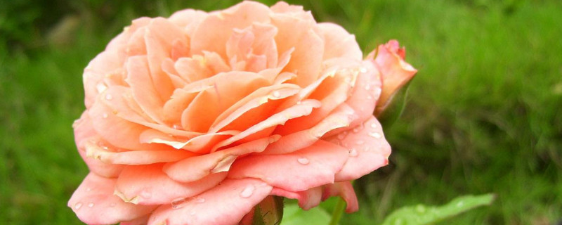 月季叶尖干枯什么原因 月季叶子尖干枯是什么原因