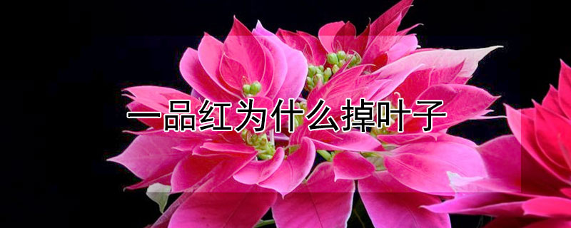 一品红为什么掉叶子 一品红的叶子为什么会变红