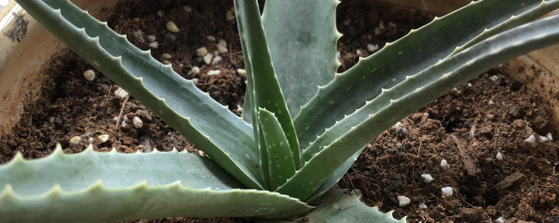 芦荟叶插能生根发芽吗（芦荟叶插多久生根）