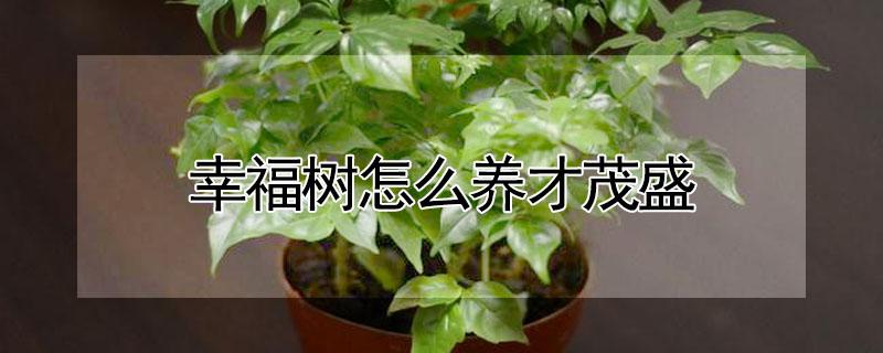 幸福树怎么养才茂盛（幸福树怎么养才茂盛秋冬季节）