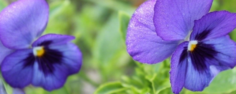 紫罗兰无根怎么水养(紫罗兰没有根可以水养吗)