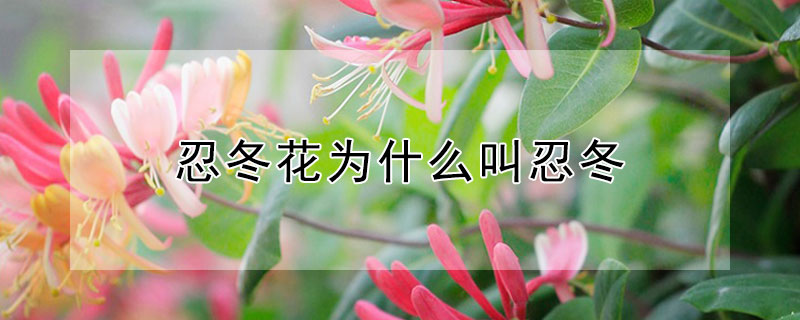 忍冬花为什么叫忍冬（忍冬是一种花吗）