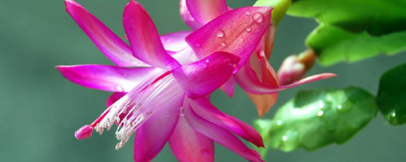 冬天常见的花 冬天常见的花写出花名