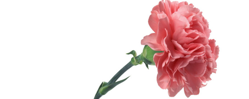 康乃馨花期过后怎么修剪 康乃馨开花后需要修剪吗