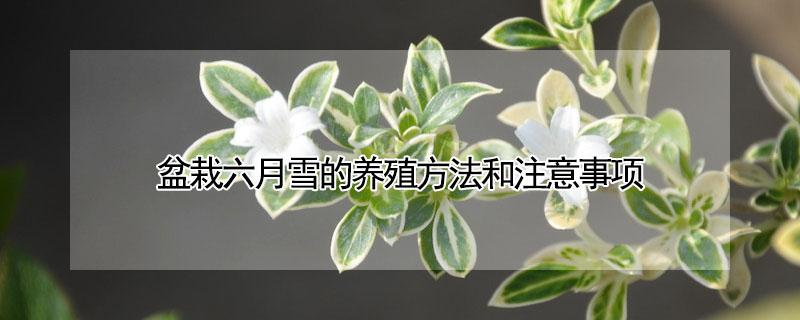 盆栽六月雪的养殖方法和注意事项（六月雪的养殖方法和注意事项）