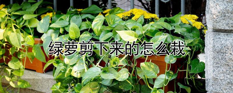 绿萝剪下来的怎么栽(绿萝怎样剪下可以盆栽)