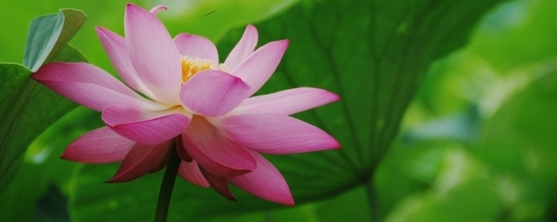 荷花是什么颜色（夏天的荷花是什么颜色）