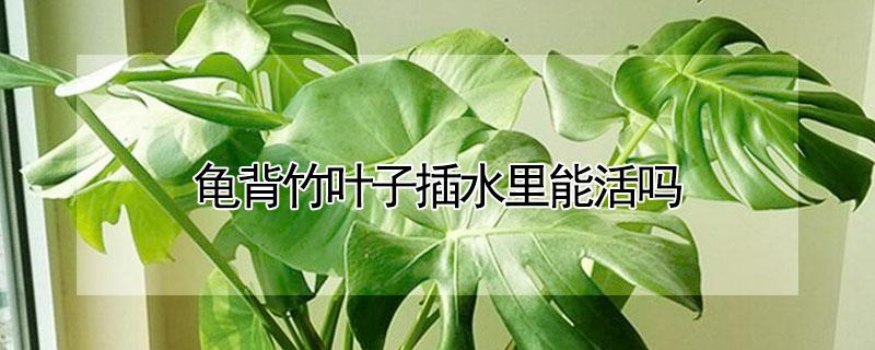 龟背竹叶子插水里能活吗 用龟背竹的叶子插在水中