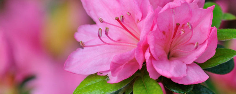 杜鹃花叶子蔫了怎么补救 杜鹃花发蔫怎么救治