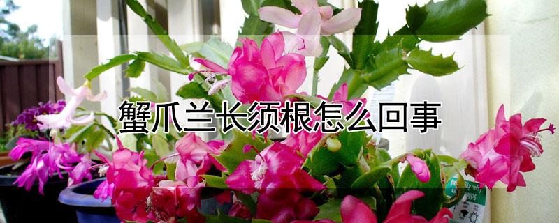 蟹爪兰长须根怎么回事(蟹爪兰长气根怎么办)