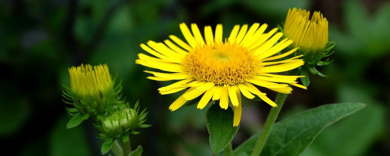 菊花春天可以剪头吗（菊花要不要剪头）