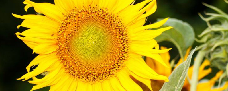 向日葵需要深水醒花吗(向日葵醒花用什么水)