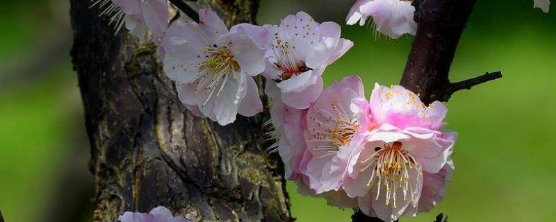 梅花冬天开花的原因（梅花为什么在冬季开花）