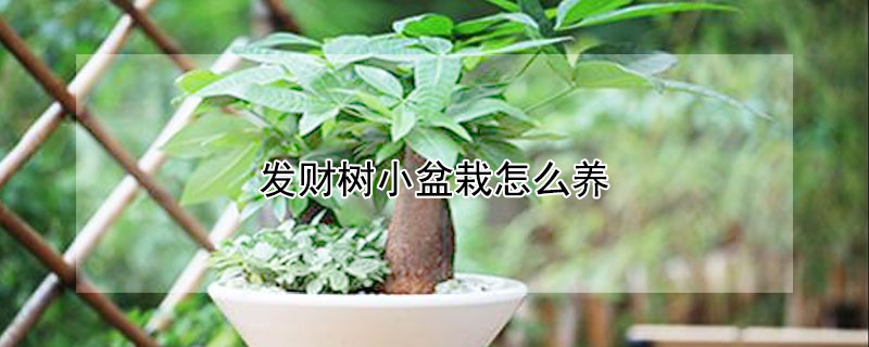 发财树小盆栽怎么养 小发财树怎么养?