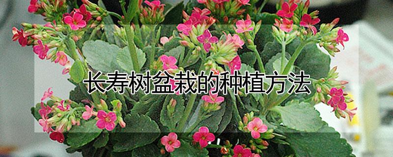 长寿树盆栽的种植方法(长寿花栽植方法)