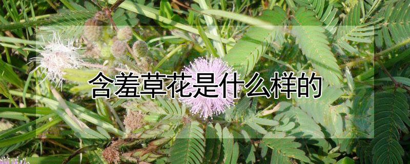 含羞草花是什么样的 含羞草花是什么样子的