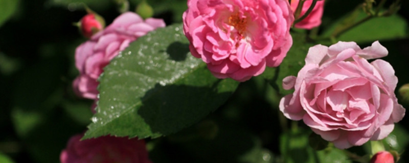 蔷薇花几天发芽 蔷薇花能开几天