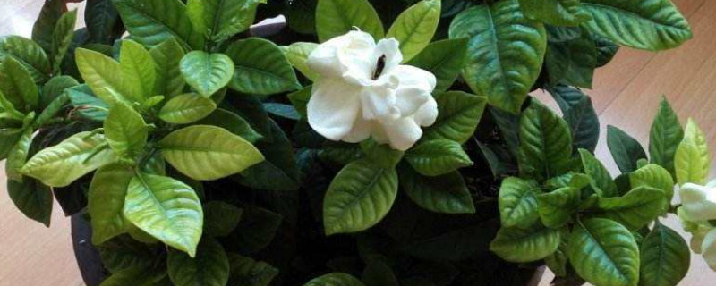 栀子花怎么移盆(栀子花盆栽怎么移植)