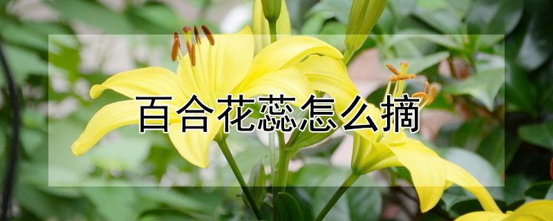 百合花蕊怎么摘（百合花花蕊怎么摘掉）