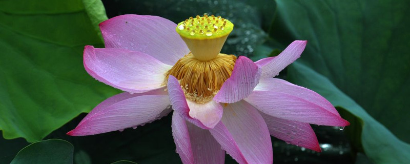 荷花有几种品种 荷花有几种品种还有几种颜色