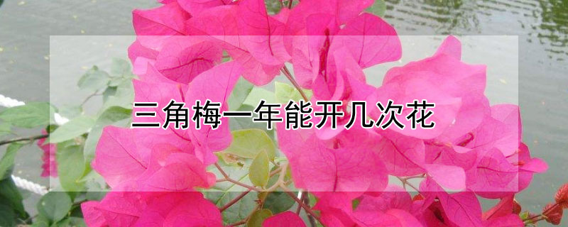 三角梅一年能开几次花（三角梅一年能开几次花有季节性吗）
