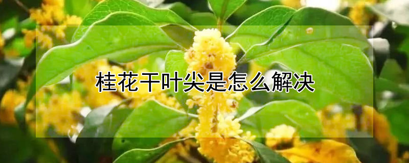 桂花干叶尖是怎么解决 桂花树干叶尖怎治疗