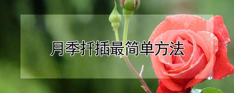 月季扦插最简单方法 矿泉水瓶月季扦插最简单方法