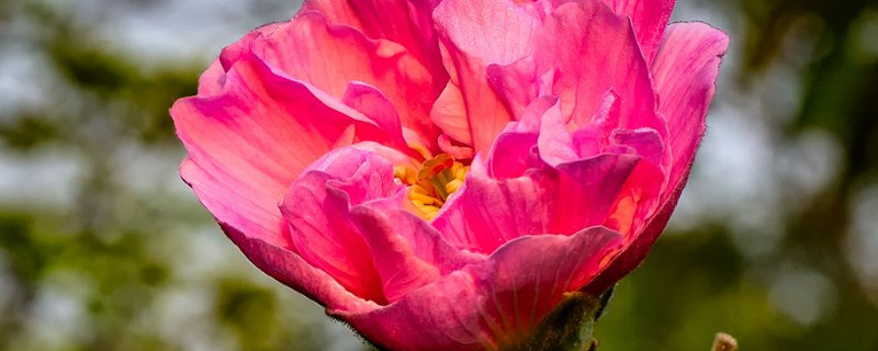 芙蓉花和木槿花的区别 芙蓉与木槿的区别