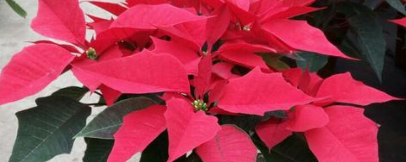 一品红水浇多了怎么办 一品红浇水浇的多还是少