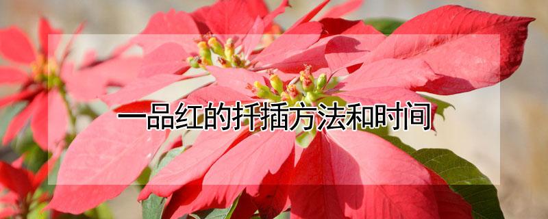 一品红的扦插方法和时间 一品红几月份插扦