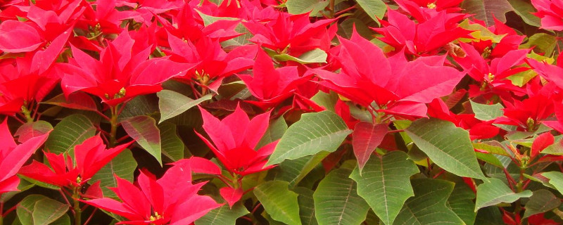 一品红的叶片枯萎是什么原因（一品红的叶子蔫了为什么）