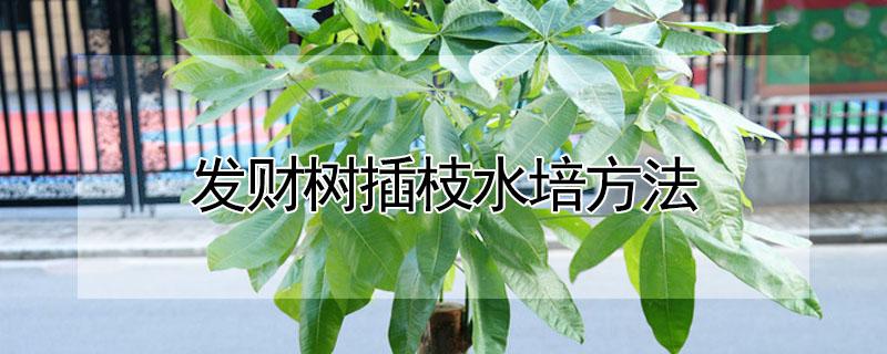 发财树插枝水培方法 发财树如何水培插枝